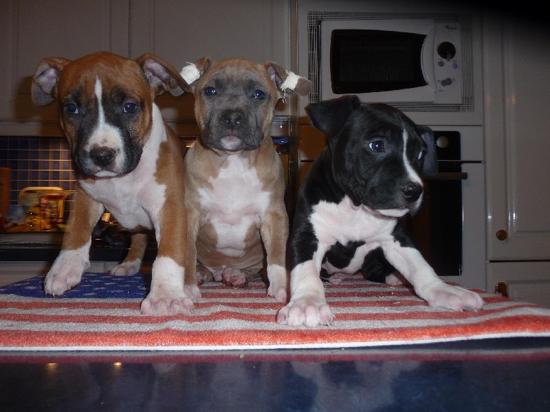 of Etmop's - American Staffordshire Terrier - Portée née le 10/10/2011